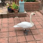Violet Townsend - @vsmvence - Instagram