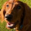 Tucker the Irish setter - @violetandtucker - TikTok