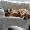 VioletandTuckerdog - @violetandtuckerdog - TikTok