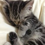 Violet Tyson - @violet.the.grey.tabby - Instagram