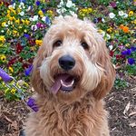 Violet | Goldendoodle - @violetkatelupton - Instagram