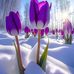 Violet Villa - Facebook