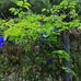Violet Villa, Residensi Teluk Bahang - Facebook