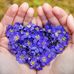 Violet villa V.v - Facebook