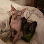Vincent & Violet - @vincentandviolet - Instagram