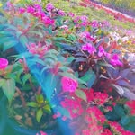 ... - @_violet.vines_ - Instagram