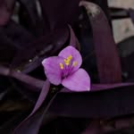 Vine - @violetvinestangled - Instagram