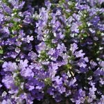 Violet Vines - @violetvinesblog - Instagram