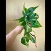VioletsVinesandMore - @violetsvinesandmore - TikTok