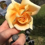 Violet Ward - @_violet2016 - Instagram