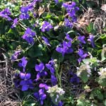 Violet:) - @violetwaystitches - Instagram