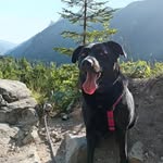 Violet BlackLabrador - @violet_theweird - Instagram