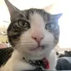 violet - @violet.weirsmith - TikTok