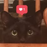 Violet - @weird.cat.violet - Instagram