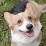 Violet 🌸 Pembroke Welsh Corgi - @violetthepotato - Instagram
