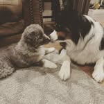 Wesley and Violet - @wesleyandviolet - Instagram