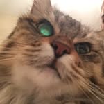 Junie Violet Wiley - @juniebelle.rock - Instagram