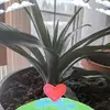 Violet Wills - @violet.wills6 - TikTok