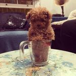 Violet Willoughby - @wasabi_the_insta_poodle - Instagram