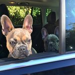 Violet And Lola Wolfe - @violathefrenchies - Instagram