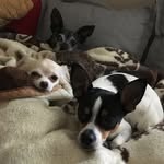 Violet, Kylo, Wyatt & Ryker (In Spirit: Bella & Tyson) - @dacrittaz - Instagram