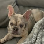 Wyatt and Violet - @wyatt.and.violet_the.frenchies - Instagram