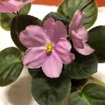 Violet Yang - Facebook