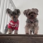April & Violet Yorkie Sisters - @april_and_violet_yorkies - Instagram