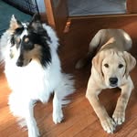 Violet & York - @cdcpaws - Instagram