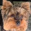 Violet La Rue - @yorkie_violet - TikTok