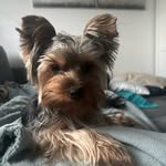 Violet_myyorkie🐾 - @violetmyyorkie - Instagram