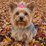 Violet the yorkie - @violetthesassyyorkie - Instagram