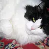 violet - @violet_york - TikTok