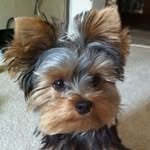 Violet York - @violettheyorkie - Instagram
