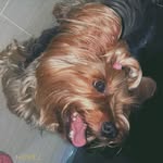 Violetaaaa💕 - @violeta.yorkie - Instagram