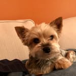 VioletYorkie - @violetyorkie - Instagram