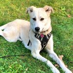 Violet Yost - @the_hussie_husky - Instagram