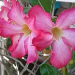 Violeta Basilio - Facebook
