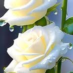 Violeta Bello - Facebook
