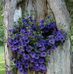 Violeta Campos - Facebook