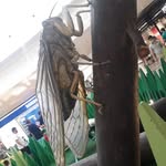 Violeta davis - @violeta.davis13 - Instagram