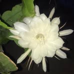 Violeta Zarate - Facebook