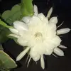 Violeta Zarate - @violeta.zarate81 - TikTok