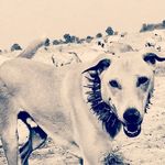 Virendra Chandra - @virendrachandra743 - Instagram