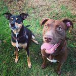 Virgil - @virgilvanbennett - Instagram