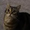 Virgil’s Spam - @virgilforest - TikTok