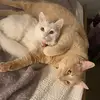 Nelson & Virgil - @nelson.and.virgil - TikTok