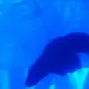 Virgil Nelson - @virgil.nelson7 - TikTok