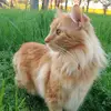 Virgil - @virgil.ryan - TikTok