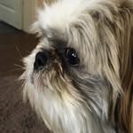 Chibble - @virgil_van_small - Instagram